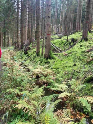 Wald Foto: Peter Fabritzek (Bild vergr&ouml;&szlig;ern)