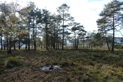 Nach dem Entkusseln