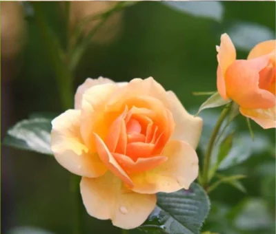 Gartenpflege-Spezialkurs: "Rosenvermehrung wie die Profis &ndash; Sorten erhalten und bewahren"