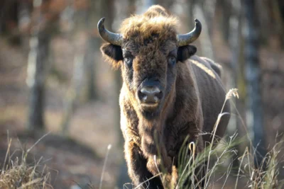 Veranstaltung: Exkursion: Die Big Five der D&ouml;beritzer Heide Do 05.​02.​2026