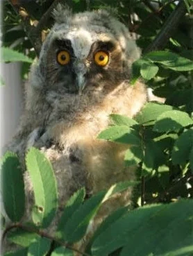 Foto zur Veranstaltung (Bild vergr&ouml;&szlig;ern)