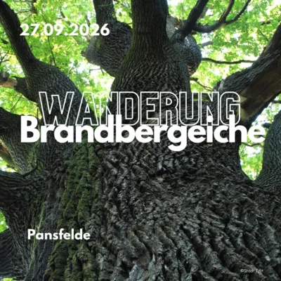 Bild alte Eiche ©Stadt F/H, Canva (Bild vergr&ouml;&szlig;ern)