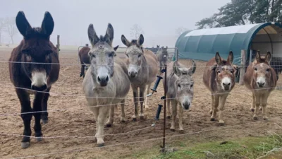 Eselfreunde im Havelland e.V.