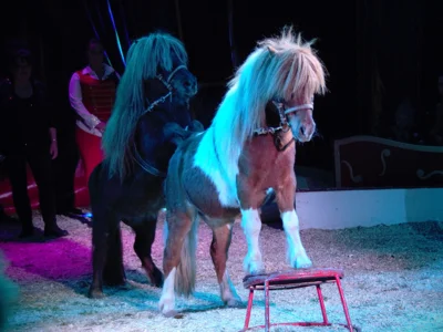 Foto: Niklas Mahlendorf