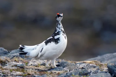 Schneehuhn am Nordkap (Bild vergr&ouml;&szlig;ern)