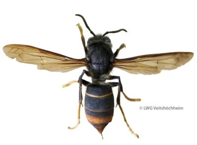 Foto zur Veranstaltung (Bild vergrößern)