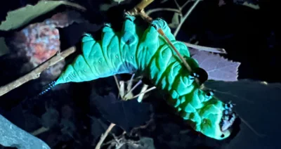 Veranstaltung: Naturerlebnis Fluoreszenz Fr 21.​08.​2026