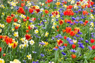 Frühlingsblumen