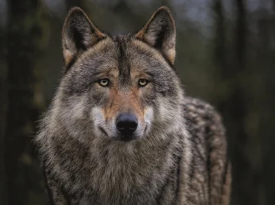 Aufmerksam blickender Wolf; Bild von Angela auf Pixabay (Bild vergr&ouml;&szlig;ern)