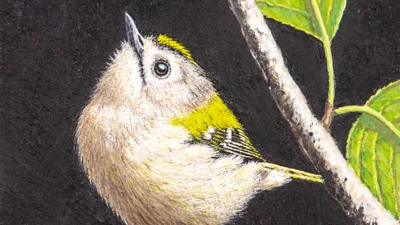 2026_Birdrace_Wintergoldhaehnchen_Kaltenthaler (Bild vergr&ouml;&szlig;ern)