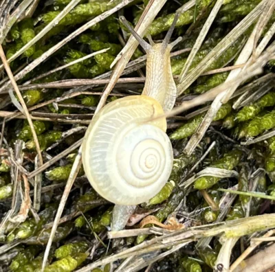 Eine Schnecke kriecht über Moos, Foto Auwaldstation (Bild vergr&ouml;&szlig;ern)