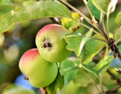 Online-Seminar &bdquo;Sommerschnitt an Obstgeh&ouml;lzen"