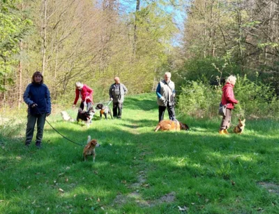 Gassigänger mit Hunden (Bild vergr&ouml;&szlig;ern)