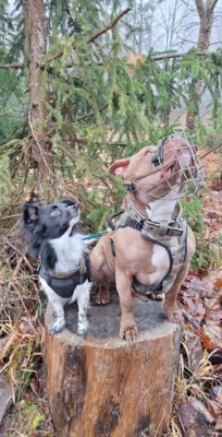 2 Hunde (Bild vergr&ouml;&szlig;ern)