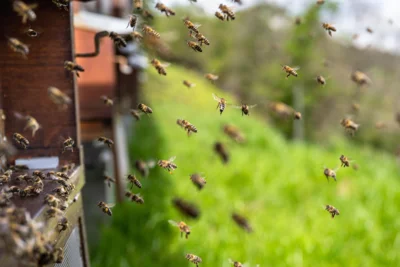 Bienenflug - Bild von xiSerge auf Pixabay