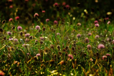 Blumen und Kräuterwiese - Bild von Tom auf Pixabay