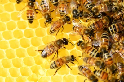 Veranstaltung: Bienen-Aktionstag im atz Sa 01.​08.​2026