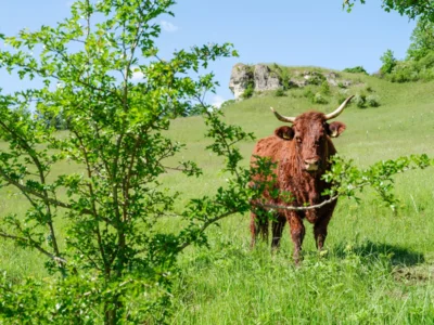 Rinderweide am Butterberg bei Bartholfelde (c) Ralf König (Bild vergr&ouml;&szlig;ern)