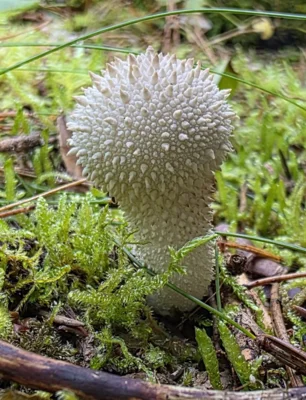 Jung essbar ist der hübsche Flaschen-Stäubling (Lycoperdon perlatum). Foto: Monika Jueg