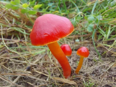 Der Kirschrote Saftling (Hygrocybe coccinea) wächst auf mageren Wiesen. Er ist besonders geschützt und darf deshalb nicht gesammelt werden.