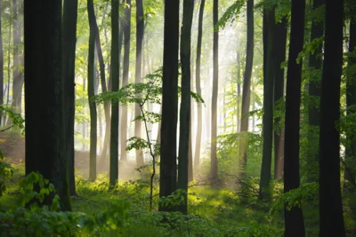 Veranstaltung: Waldf&uuml;hrung im FriedWald Oberkr&auml;mer Sa 07.​11.​2026