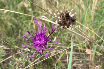 Scabiosen-Flockenblume: Blüte und Samenstand (Foto: Marina Schröder-Heidtmann/AG Wildblume Rehfelde) (Bild vergr&ouml;&szlig;ern)
