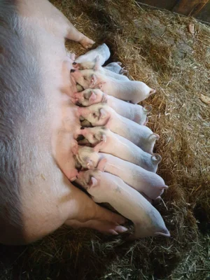 Schweinis (Bild vergr&ouml;&szlig;ern)