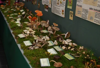 große Pilzausstellung im Karasek-Museum