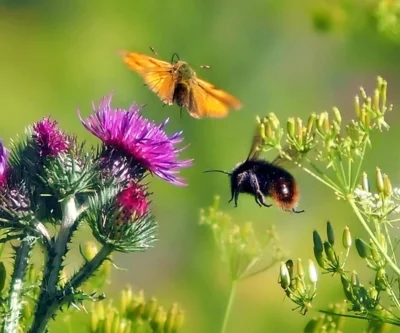 Blumen, Schmetterling, Biene (Bild vergr&ouml;&szlig;ern)