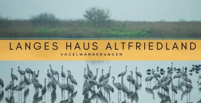 Naturspektakel Vogelzug Kranichzug Vogelschutzgebiet