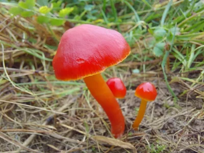 Der Kirschrote Saftling (Hygrocybe coccinea) wächst auf mageren Wiesen. Er ist besonders geschützt und darf deshalb nicht gesammelt werden. (Bild vergr&ouml;&szlig;ern)