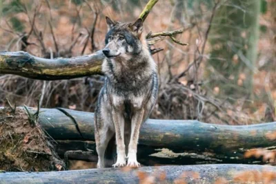 Wildnis-Tour: Auf den Spuren der W&ouml;lfe