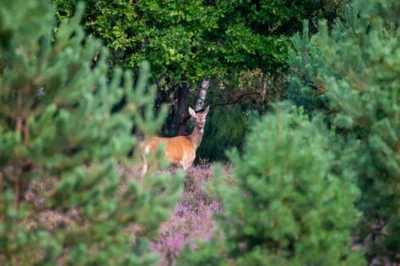 Wildnis-Tour: Unterwegs im Wildnisgebiet - Tieren begegnen