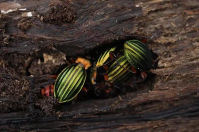 Ferienprogramm f&uuml;r Kleine und Gro&szlig;e: Was machen Insekten eigentlich im Winter?