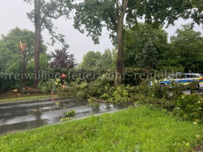 Umgestürzter Baum