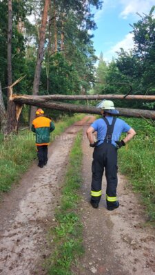 umgestürzter Baum mit Hornissennest