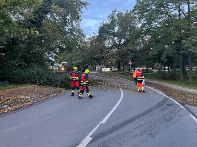 Baum auf Straße