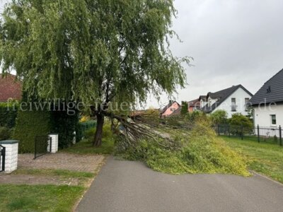 umgestürzter Baum