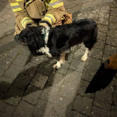 Foto vom Album: