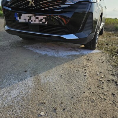 Foto vom Album: