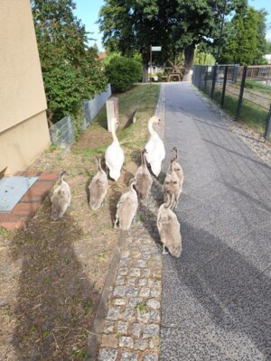 Foto vom Album: