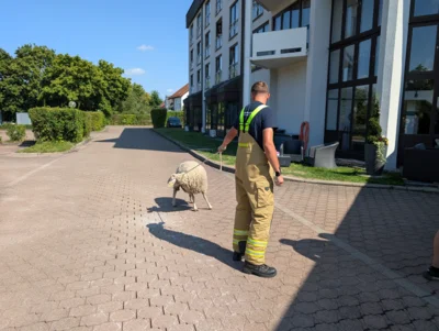  Foto vom Album: 