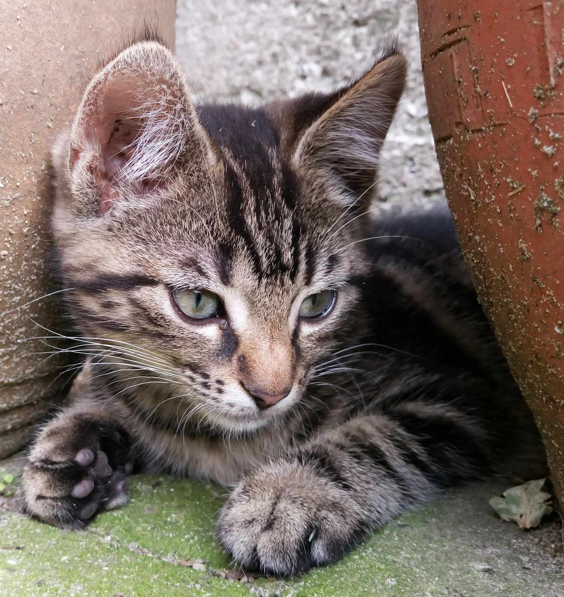 katze
