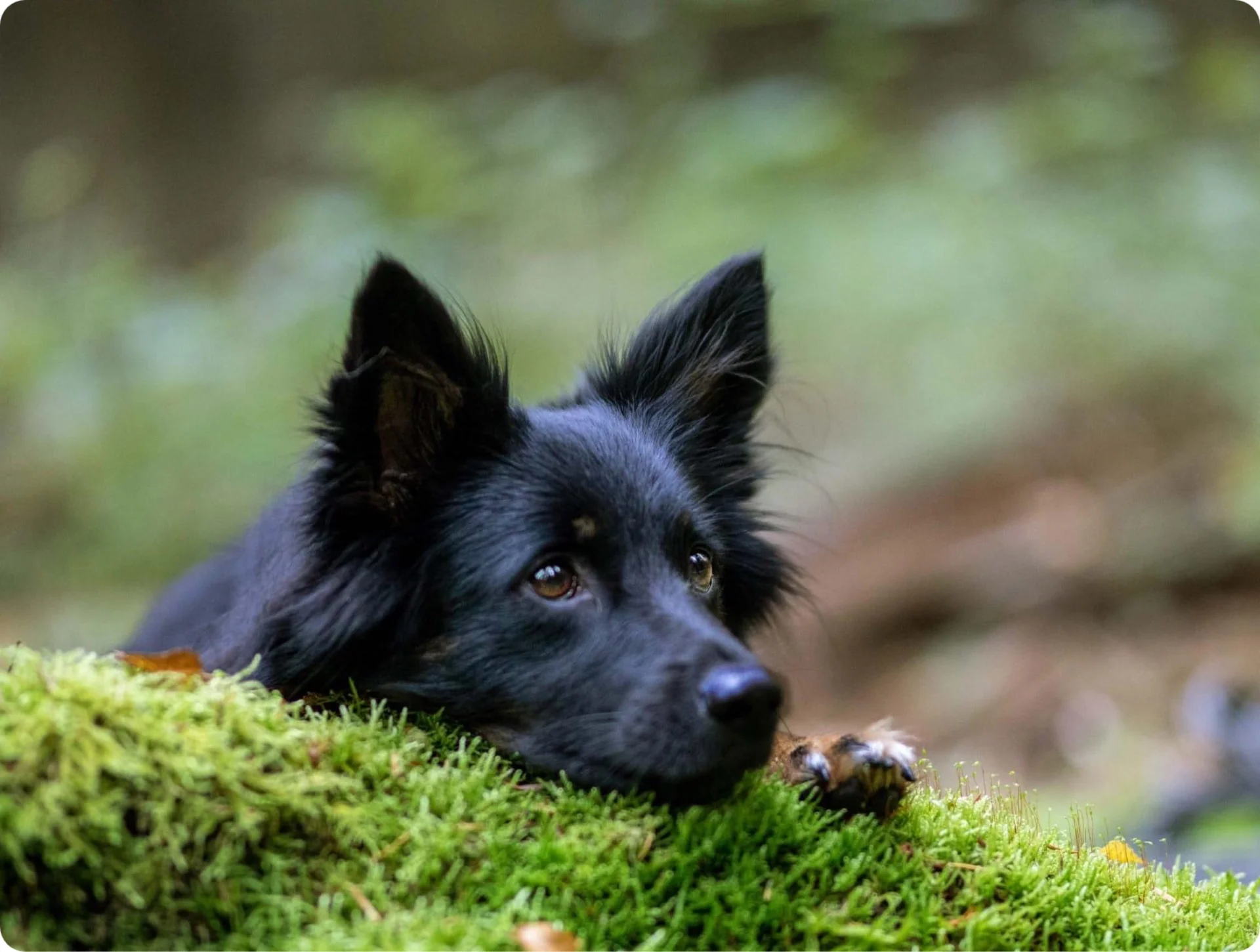 Hund Jule auf Moos