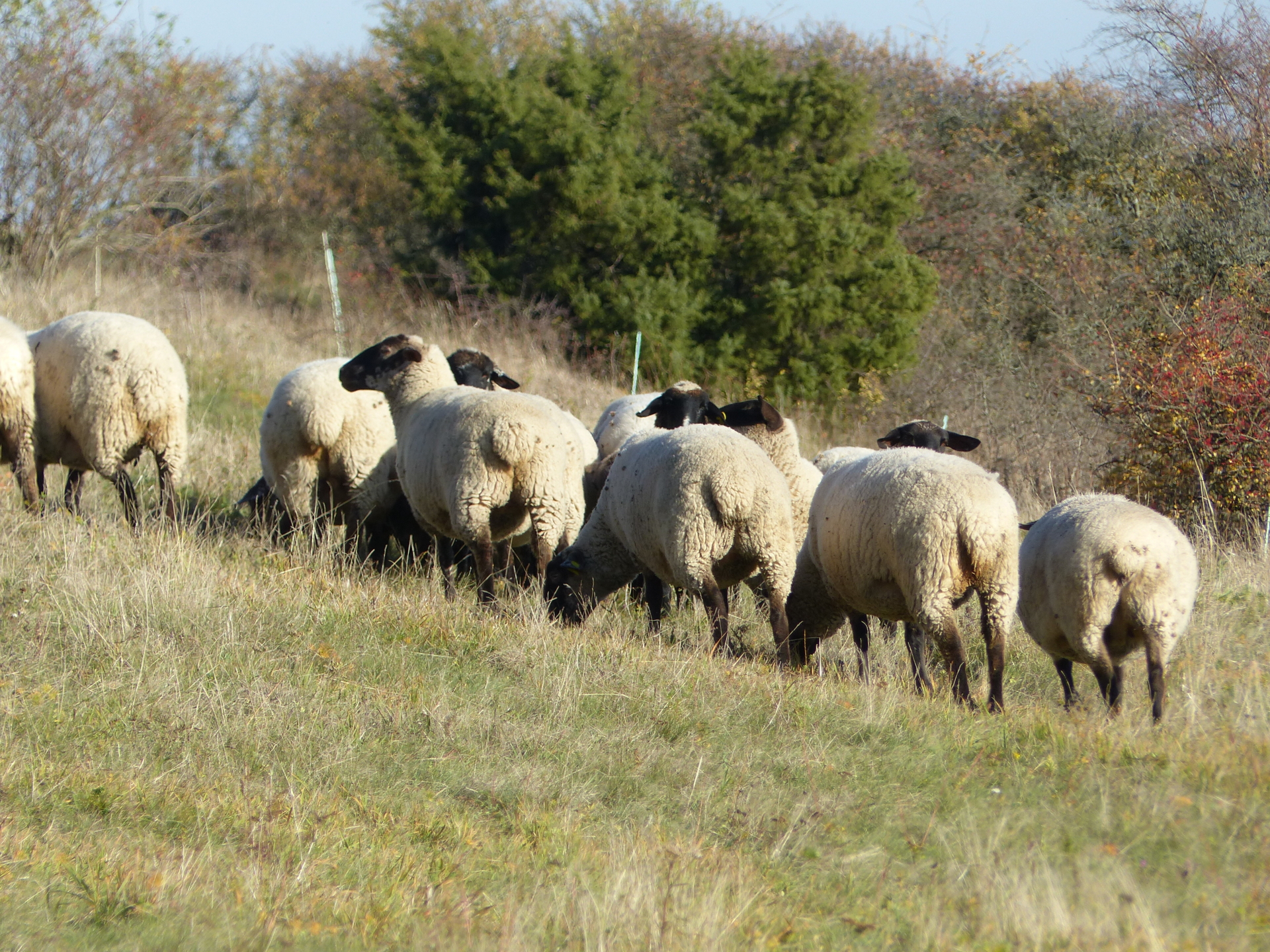 Schafe auf Wacholderheide