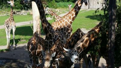 Foto des Albums: Leipziger Zoo