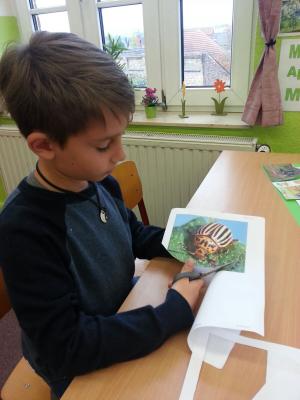 Foto des Albums: Kartoffelprojekt Klasse 4a