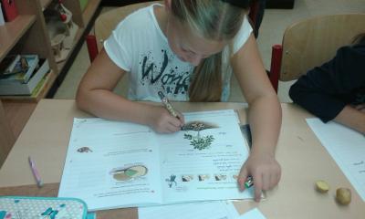 Foto des Albums: Kartoffelprojekt Klasse 3a