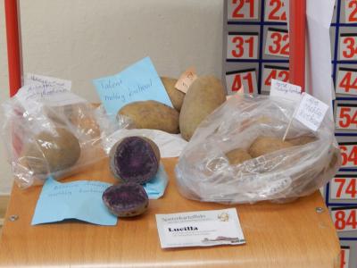 Foto des Albums: Kartoffelprojekt Klasse 3b