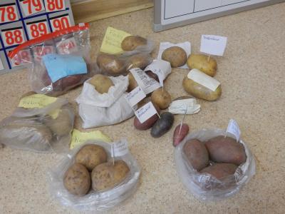 Foto des Albums: Kartoffelprojekt Klasse 3b